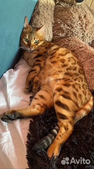 Бенгальская