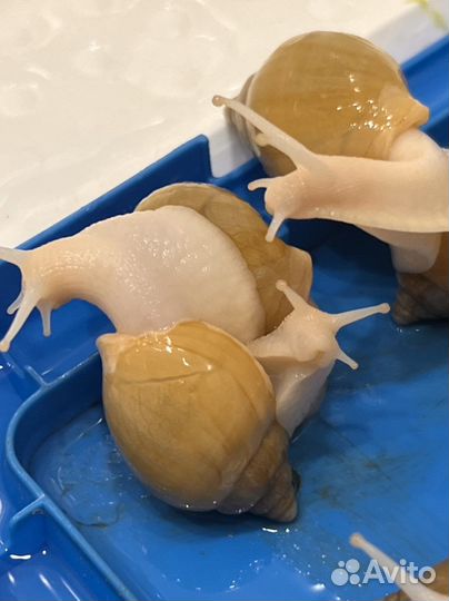 Улитки ахатины