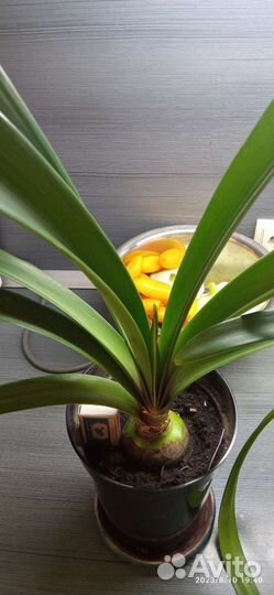 Гиппеаструм fairy tale