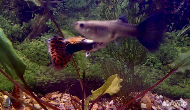 Аквариумные рыбки гуппи