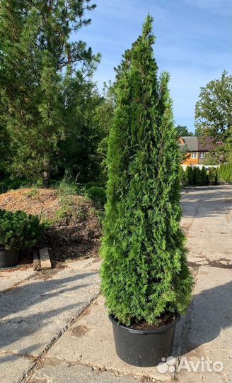 Туя Смарагд
