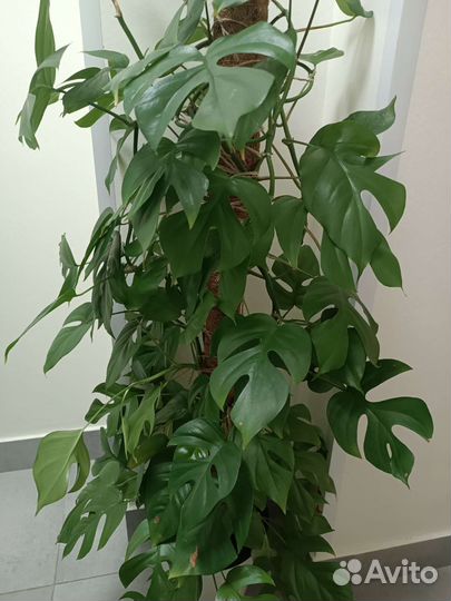 Рафидофора тетрасперма