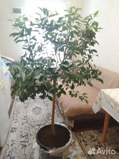 Продам плодоносящее цитрусовое дерево