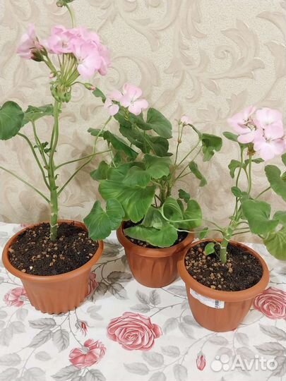 Пеларгония (герань) 3 сорта