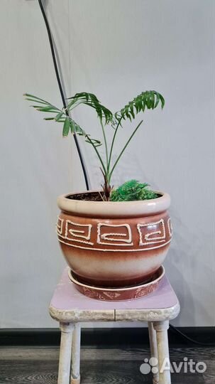 Пальма хамедорея