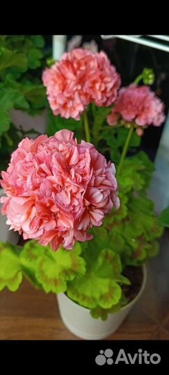 Пеларгония герань