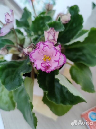 Фиалки, листики и детки