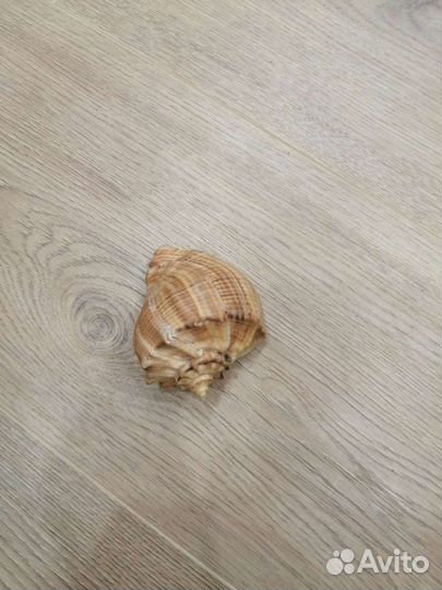 Ракушка, кубики, камни галки, пепельница