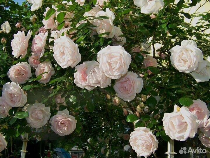 Роза плетистая Нью Даун