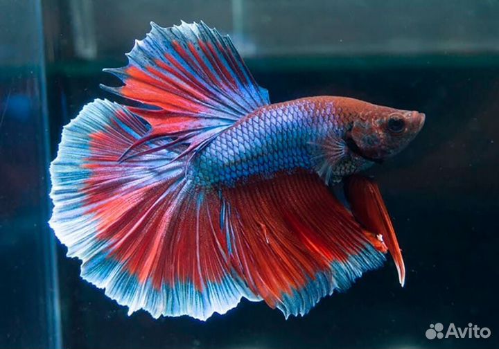 Телескоп. Злотые рыбки