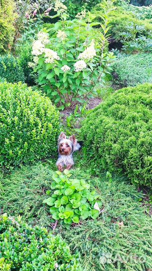 Йоркширский терьер