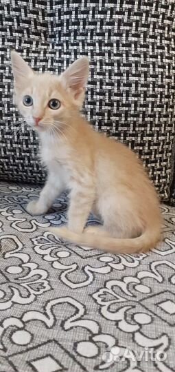 Котёнок Кокос