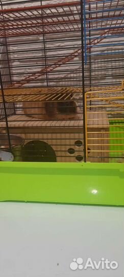 Морская свинка+клетка+опилки+сено+миска и поилка