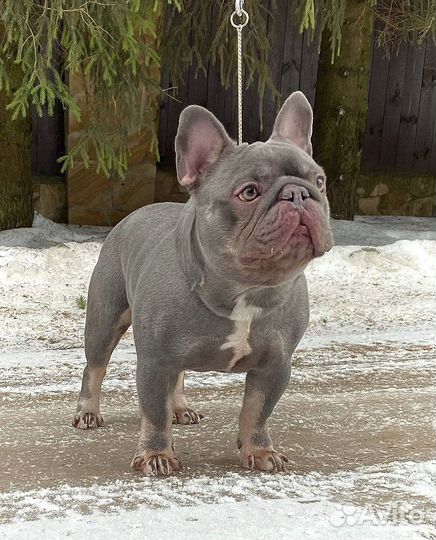 Вязка/Щенки. Лилак тан с шоколадом 