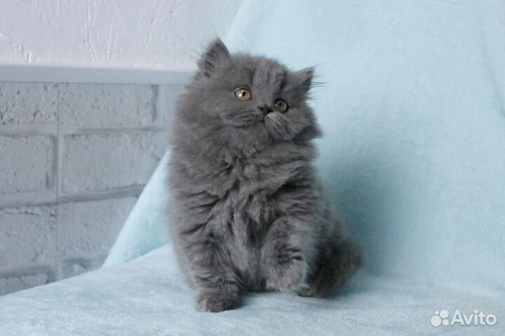 Красивая милая девочка Британский котенок