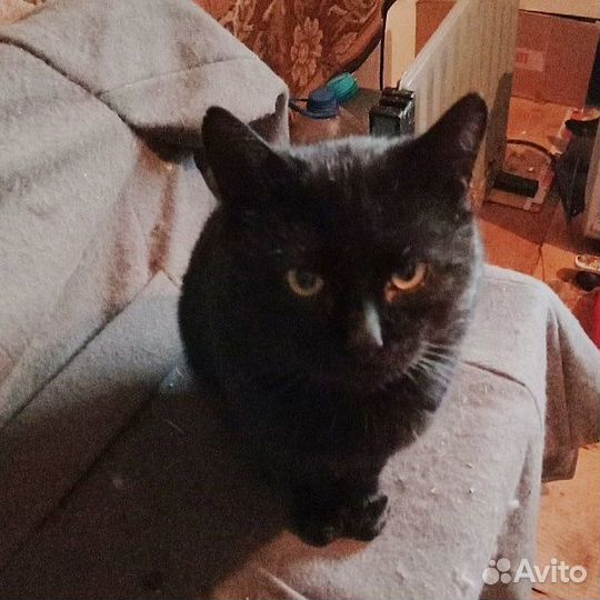 Кот в добрые руки