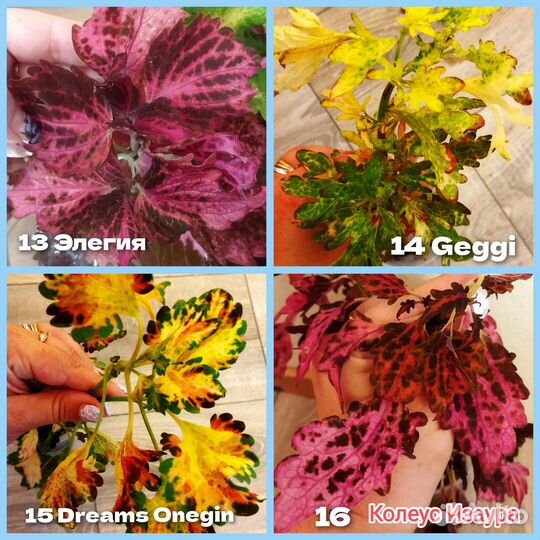 Колеусы.Наборы