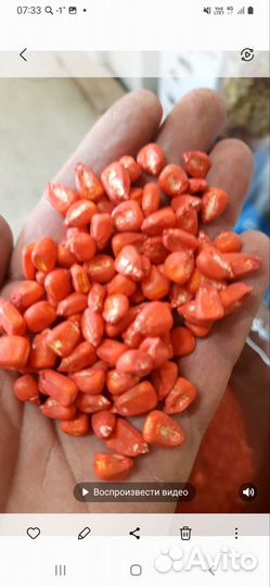 Семена кукурузы