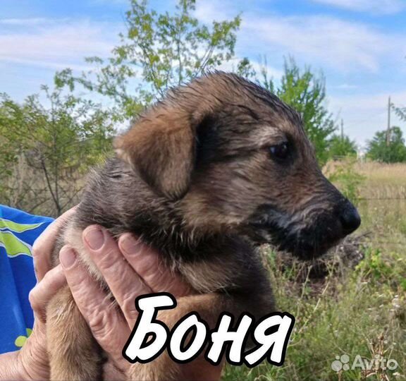 Щенок в добрые руки бесплатно