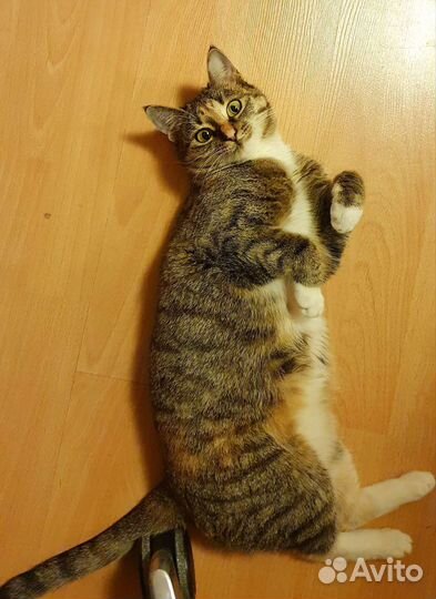 Лучшая кошка с золотым характером