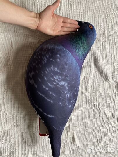 Голубь антистресс