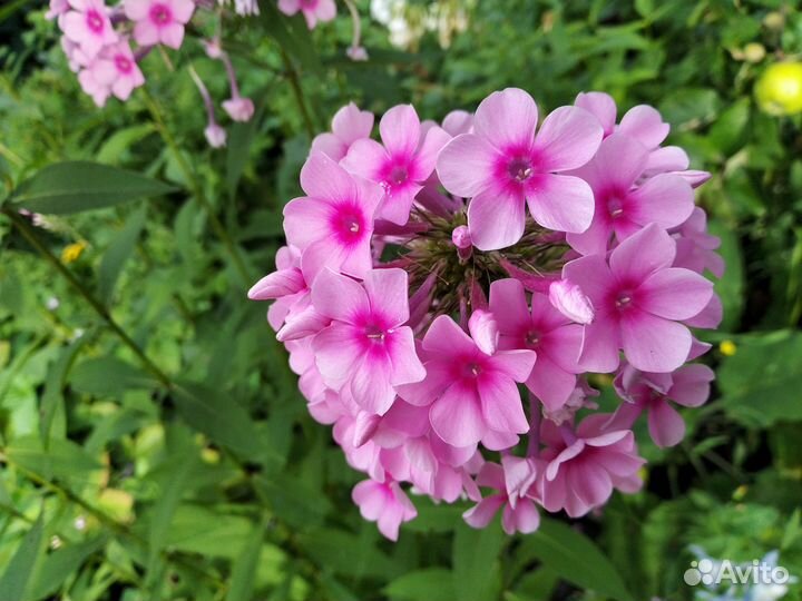 Флоксы, тысячелистник, душевник котовниковый