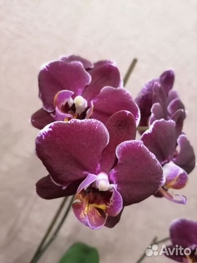 Орхидея фаленопсис монпелье