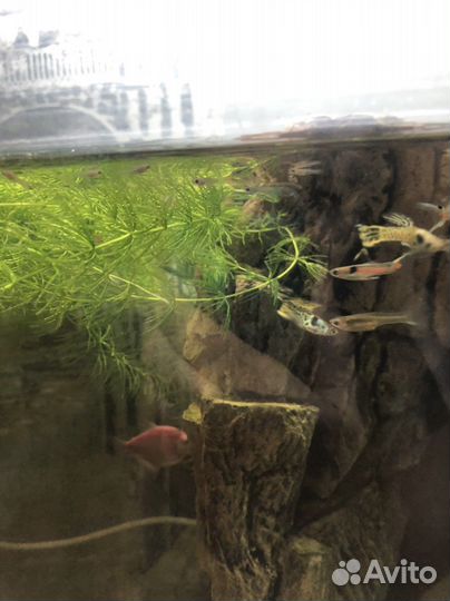 Аквариум 200 л; коряга; креветки; домик для сомика
