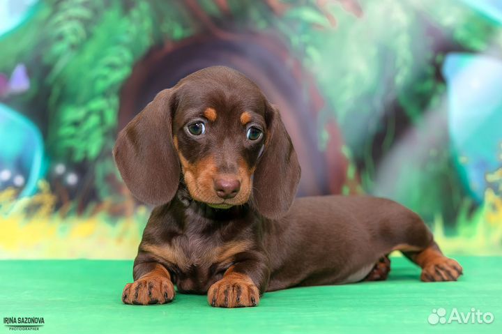 Щенки мини/кроличьей таксы.Девочка РКФ