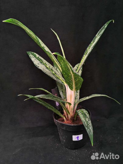 Аглаонема matcha (матча) лемон