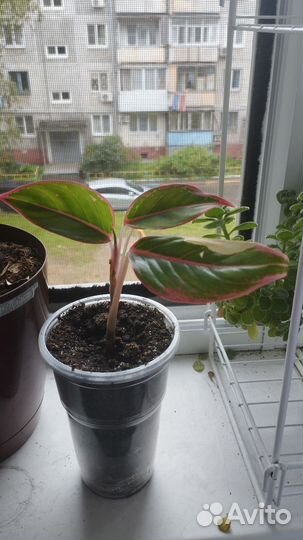 Аглаонема Крит