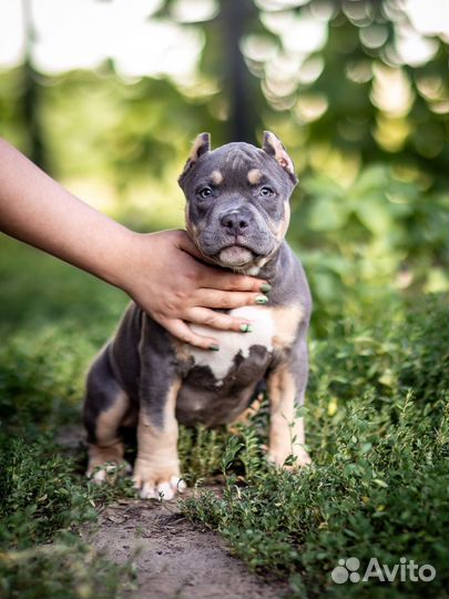 Американский булли покет