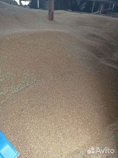 Зерно пшеница