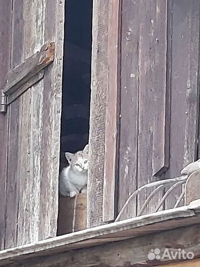 Котята в добрые руки бесплатно