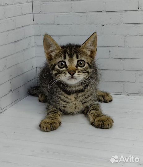 Тигровый котёнок в добрые руки