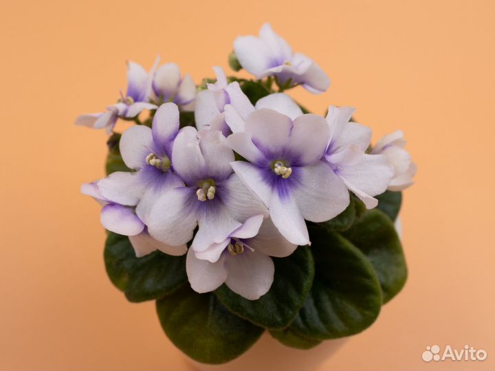 Цветущие фиалки 3 (мини)