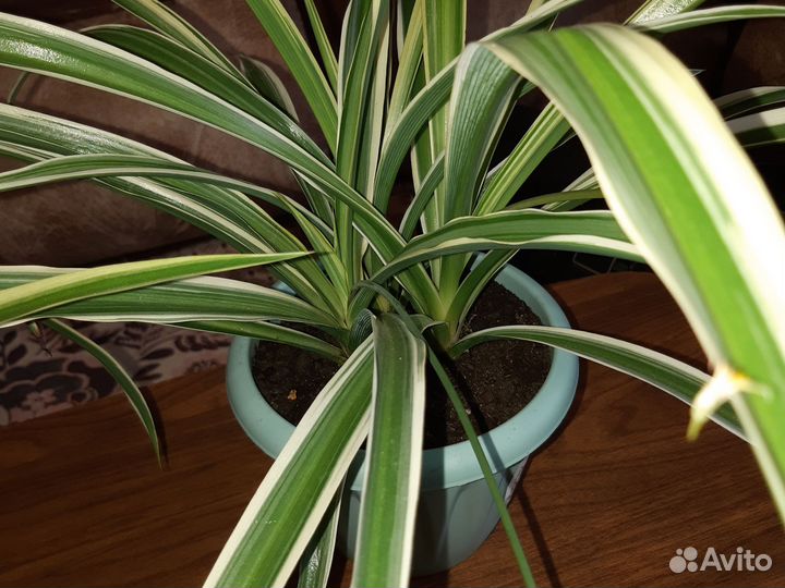 Хлорофитум полосатый