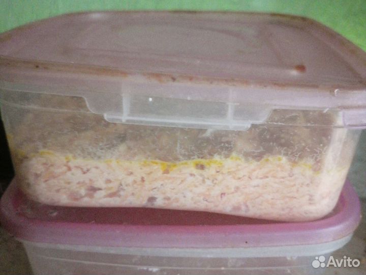 Роголистник, Ряска, креветки, нематода