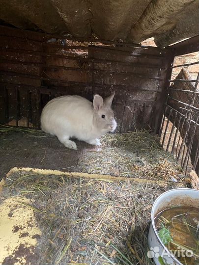 Декоративные кролики