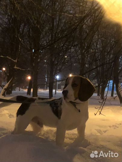 Вязка кобеля бигля