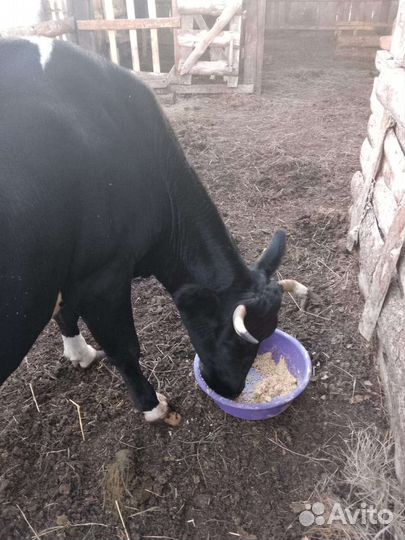 Корова дойная
