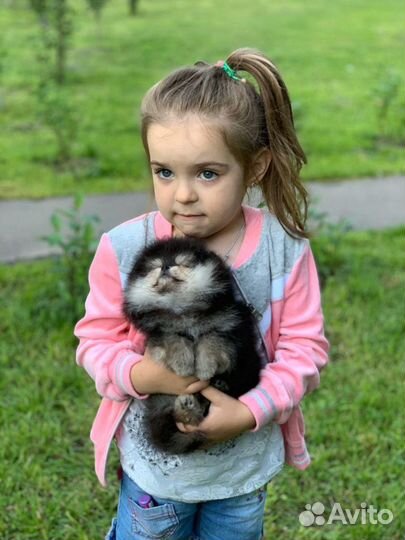 Эксклюзивно красивые малыши Шпица