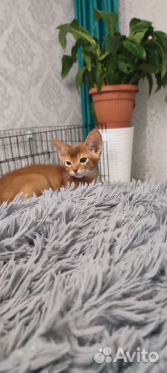 Абиссинская