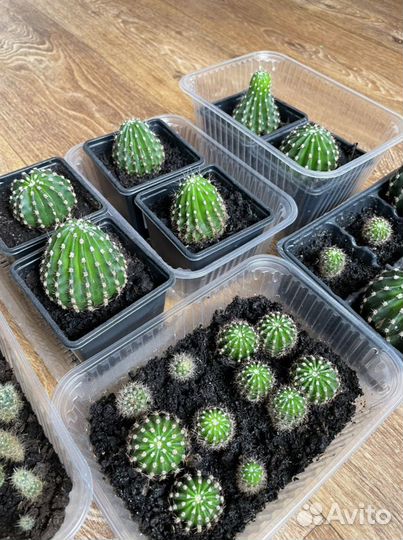 Кактусы цветущие