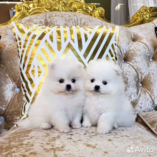 Минимишные Шпицы