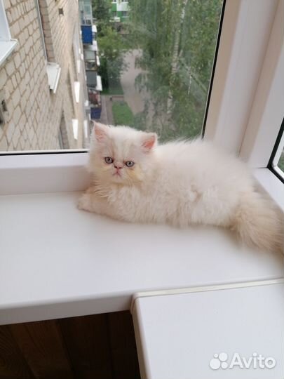 Экзотический котенок