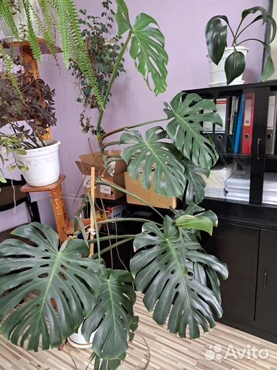 Комнатные растения цветы