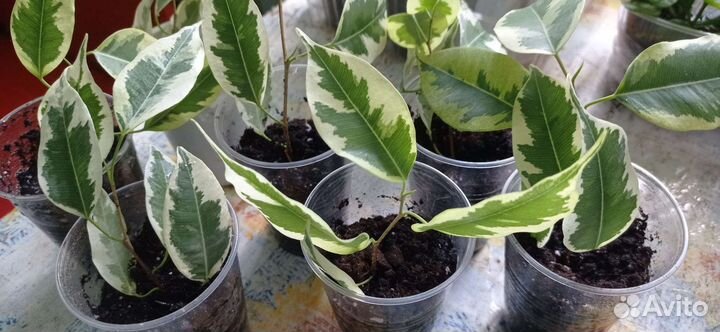 Комнатные Цветы для дома и офиса