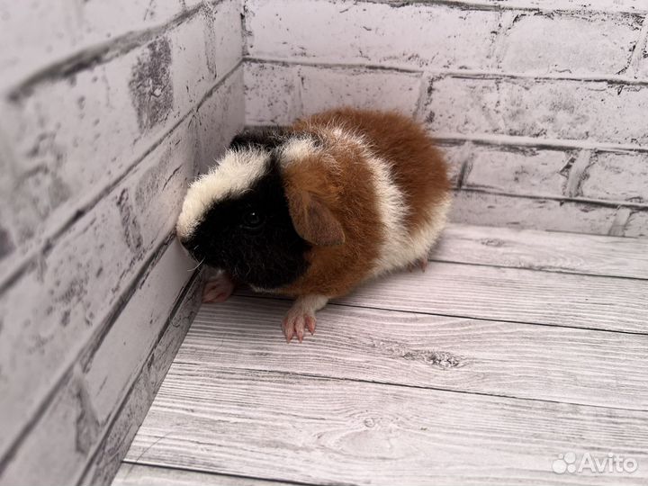 Морская свинка американский тедди, мальчик