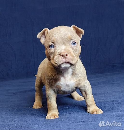 Американский Булли. Мальчишки